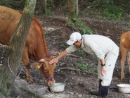 阿蘇の大草原でのびのびと暮らす「あか牛（うし）」