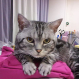 根本 さち子