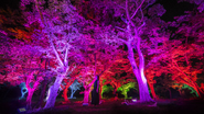 【呼応する森 / Resonating Forest】木々の光は、鑑賞者が近くを通ると、光の色を変化させ色特有の音色を響かせます。そして、その木の光は、放射状に近隣の木々に伝播していきます。伝播した木の光は、同じように音色を響かせながら、次々に隣の木に伝播させ、連続して広がっていきます。