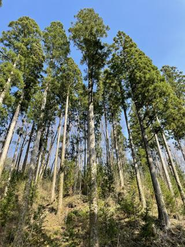 社有林（仙北市田沢湖生保内）