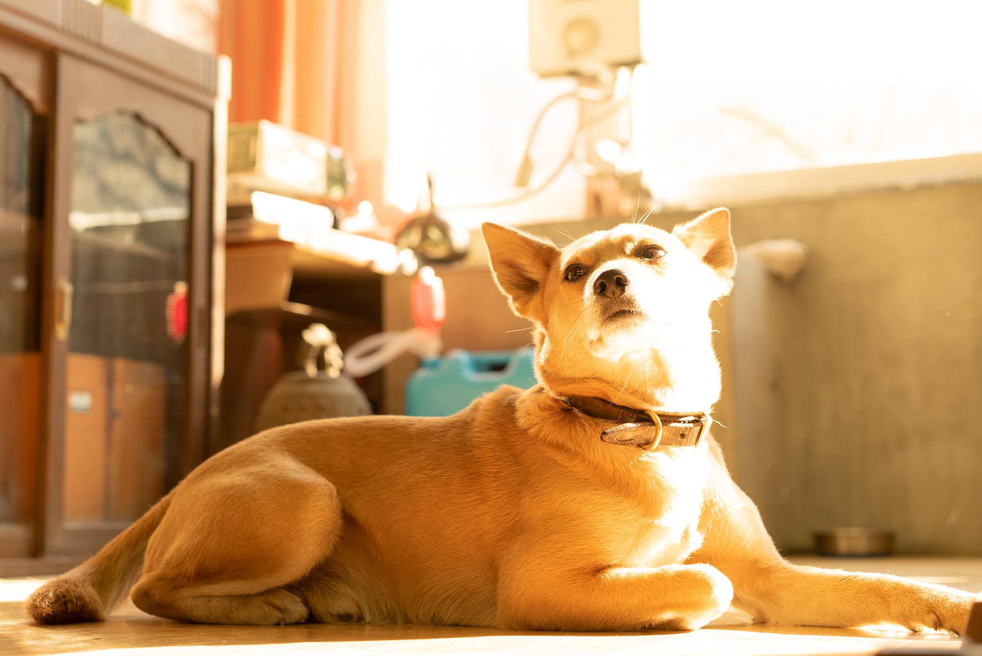ペット同伴出勤OKです