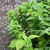岡部 亜弓