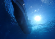海中から水面を見上げた風景
