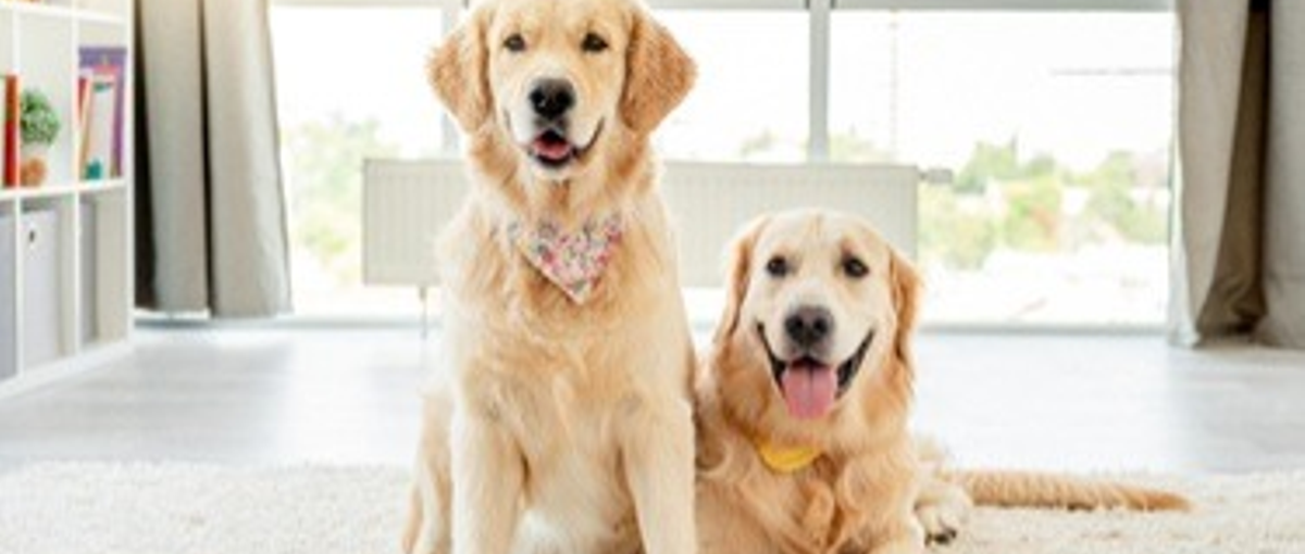 ペットテック×自社プロダクトの リードデザイナー 募集♪