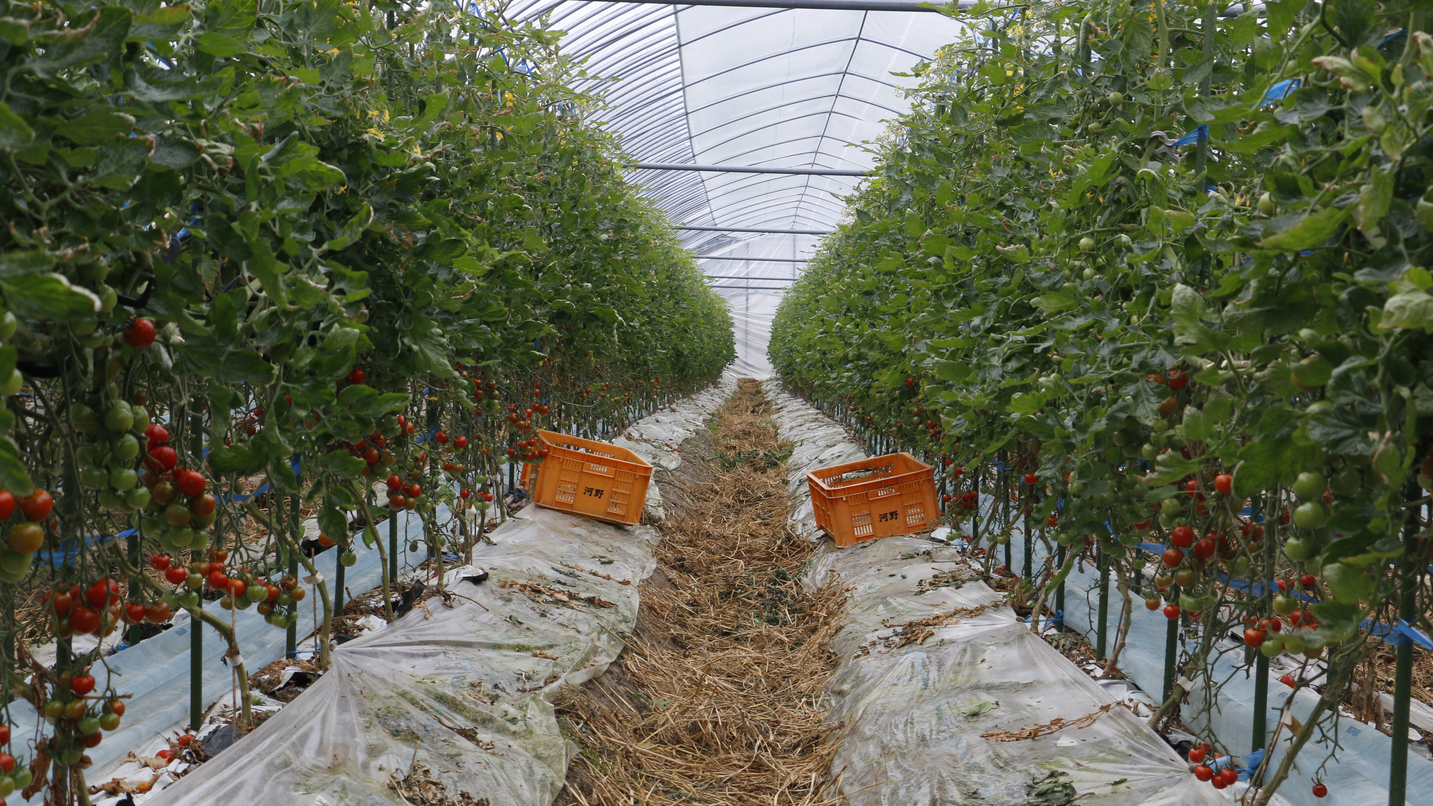 未経験から挑戦。シフラで得た“自分で考えて動く”面白さ【社員インタビュー#03】