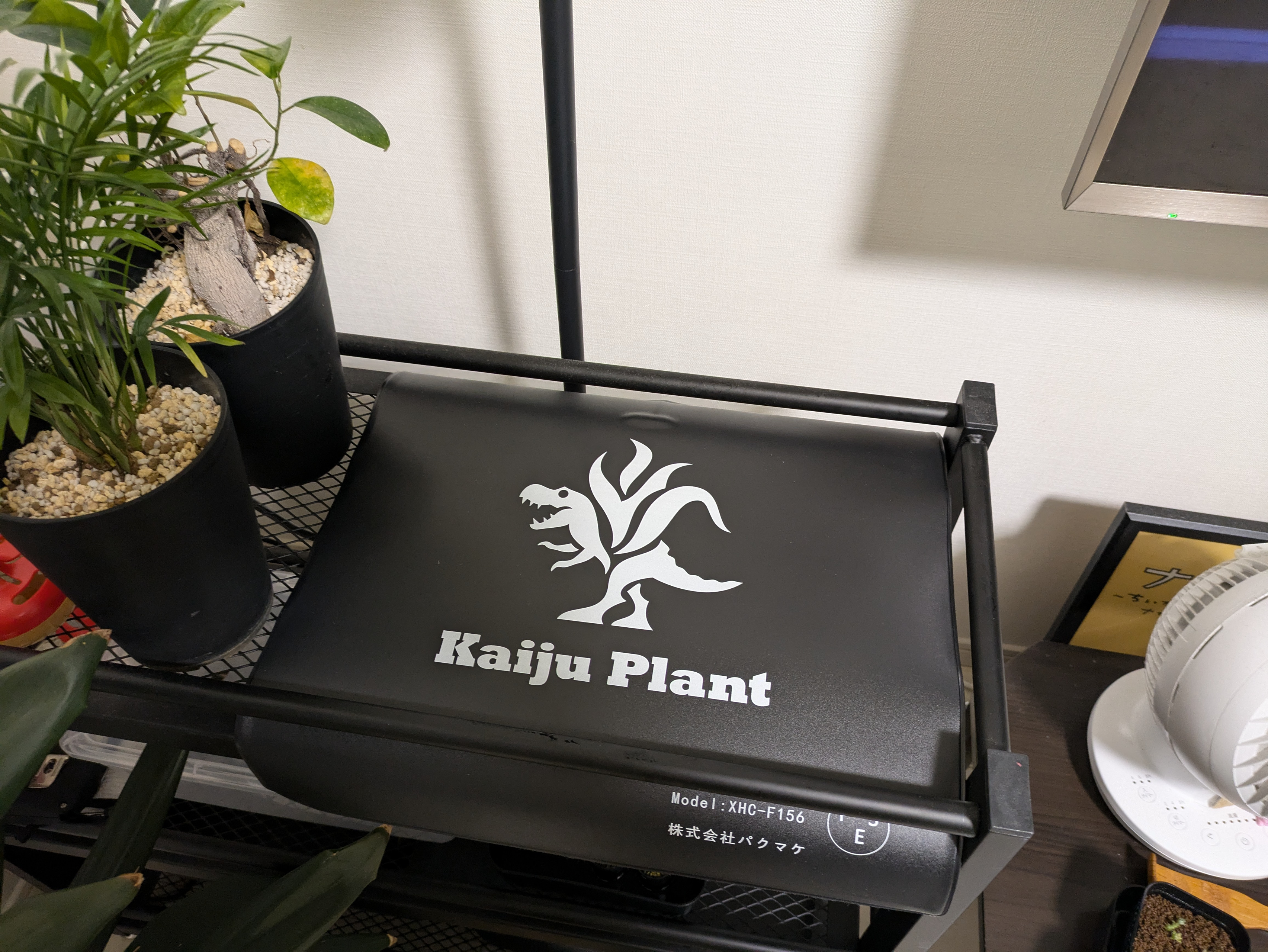 パキポディウム・グラキリス実生録 #2 | 株式会社 LINKI'N FELLOWS