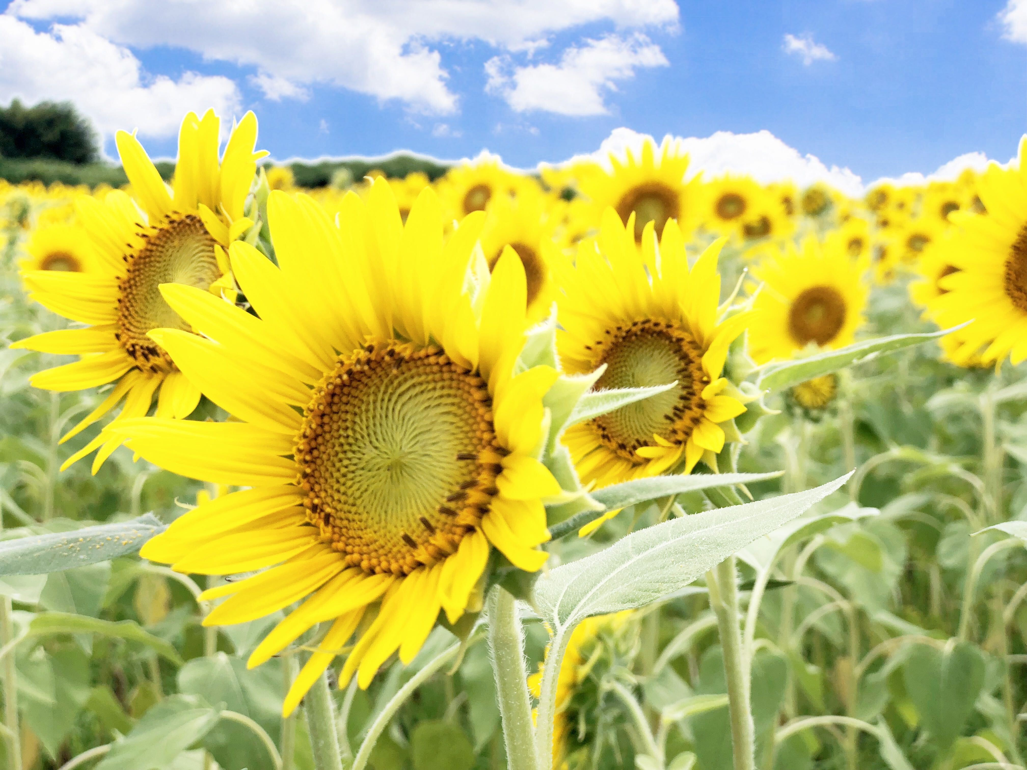 「焦らず、たゆまず、怠らず」