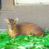 Conomi Noro
