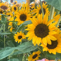 H Aさんのプロフィール