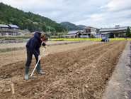 11月からビール麦を始めました！