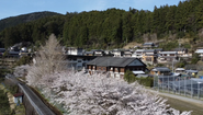 職場は廃校を利活用したシェアオフィス。今の時期は桜が満開になります。