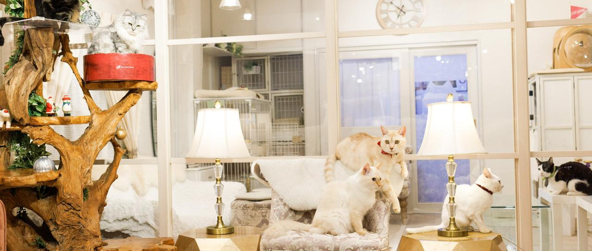 SNS、YouTubeで猫を助たい！リアル動画編集クリエイター