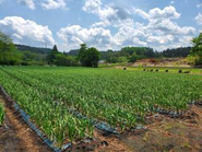 青森でにんにく作りしています