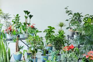 アンドプランツの観葉植物