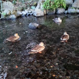 . Hatani