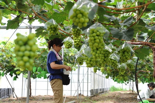 島根県津和野町】敬老の日にお届けする