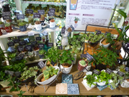 ガーデンから、バス、トイレタリー、カーテン、クッション…売り上げの4割は雑貨なのです！