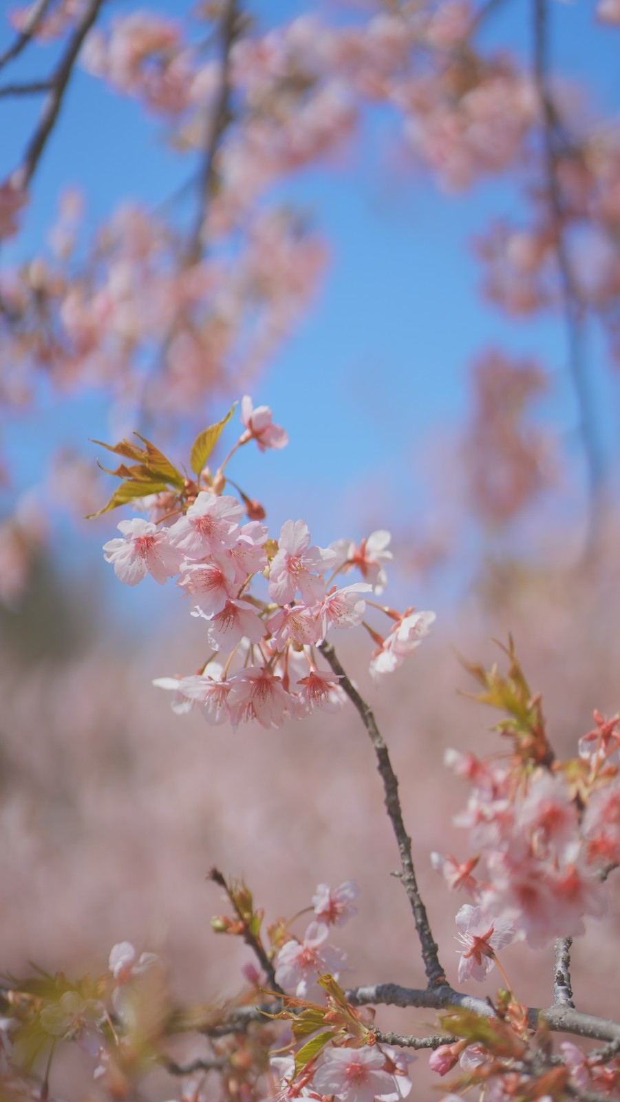 入社まであと数日！学生のうちにやりたいこと5選🏅
