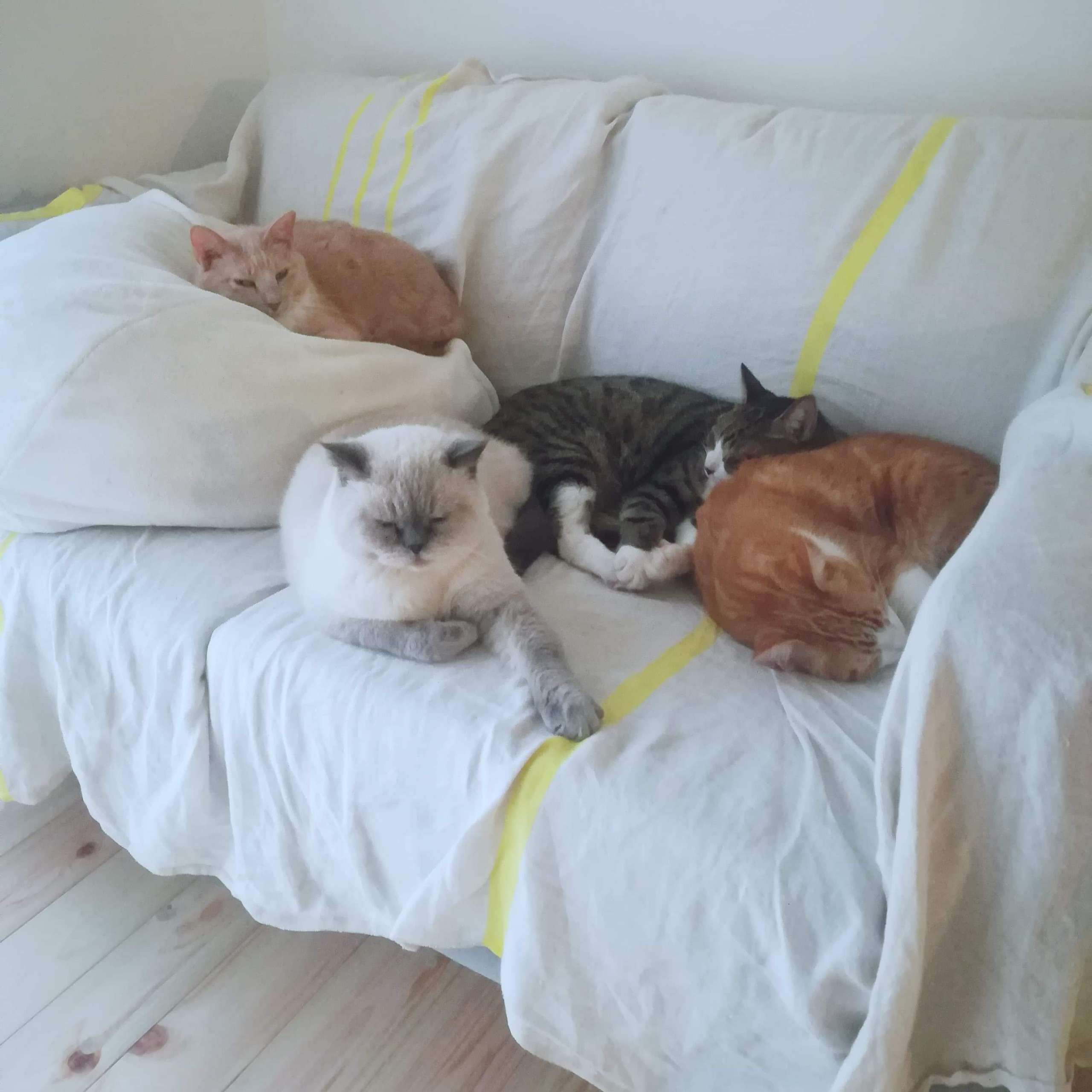 世界中で最も飼われている数が多い動物は？