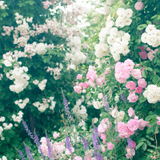 岡戸 柚貴子