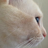 Tatsuzaki Yumikoさんのプロフィール