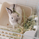 トウシン