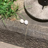 サカモト ジン