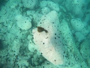 藻場が食い尽くされている写真。周りに写っている黒い物体が空ウニ。