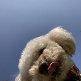 Y M
