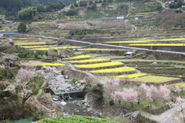 神山町の奥、江田集落の棚田。3月には菜の花が見頃。