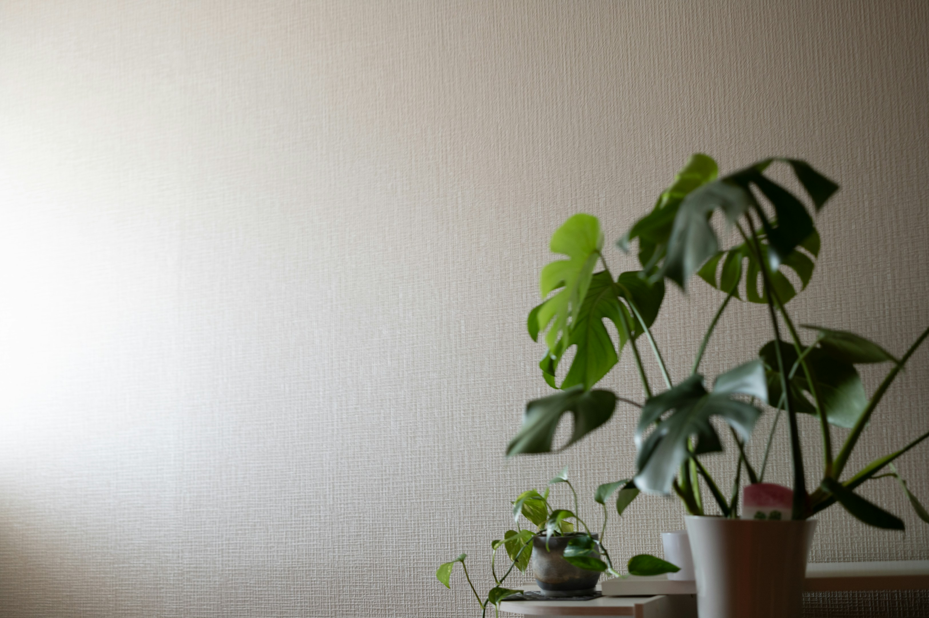 【大嶋淑之・新潟】なぜ僕は観葉植物をプロジェクトメンバーとして扱うのか