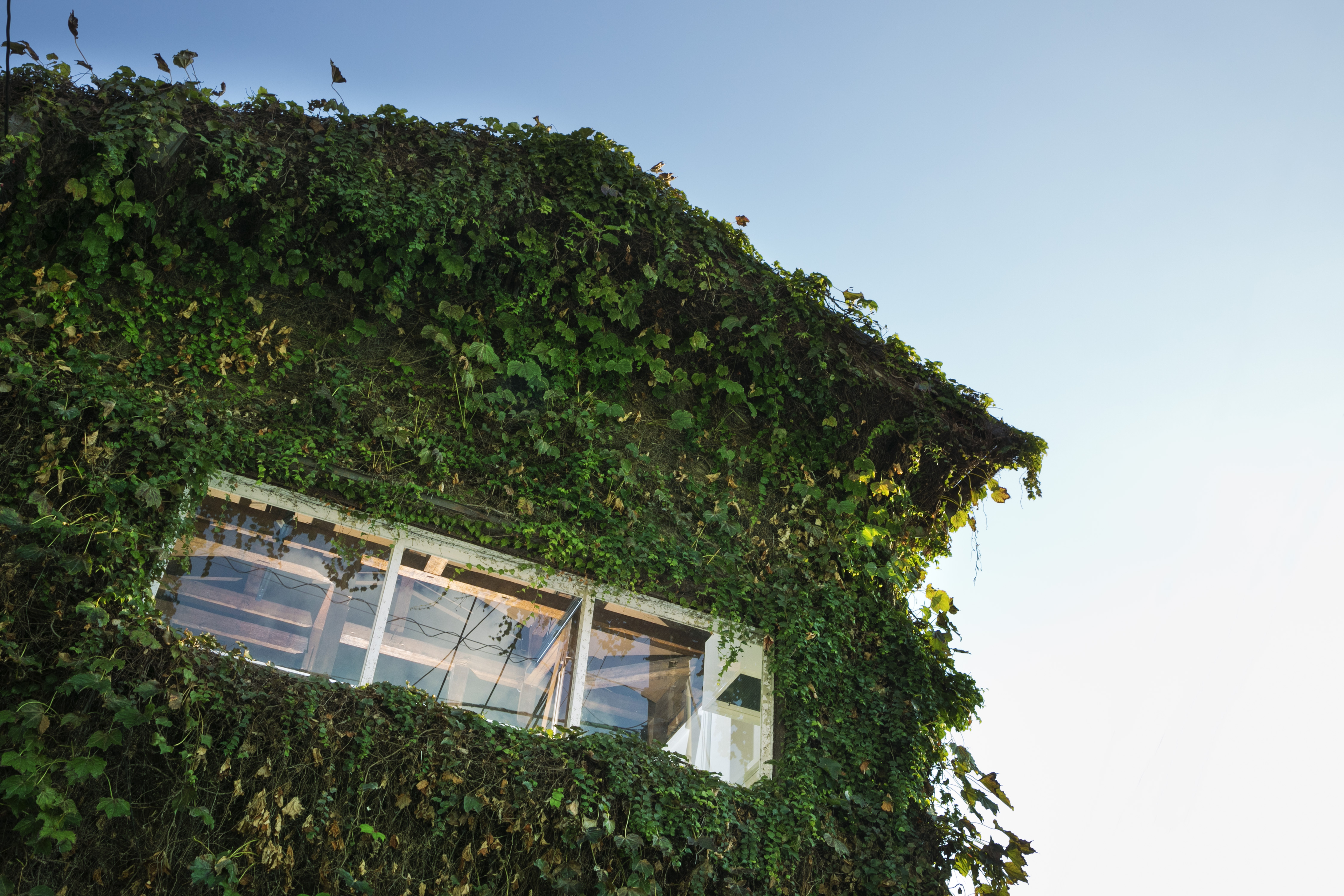 【会社の風土】蔦の家から見えるウチらしさ
