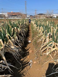 秋～冬はネギが沢山収穫できます