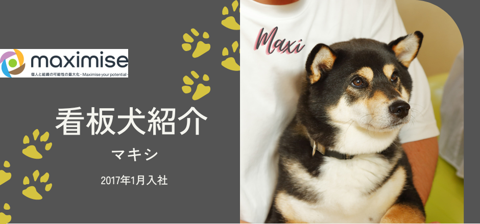 【会社の様子・番外編】看板犬（マキシ）もたまに出社