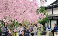 京都の大原にあるゴールドラットのセミナーハウス「楽月庵」。桜が満開の季節に、メンバーが集まり交流を深めます。