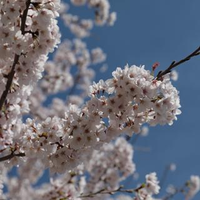 花輪 利恵さんのプロフィール