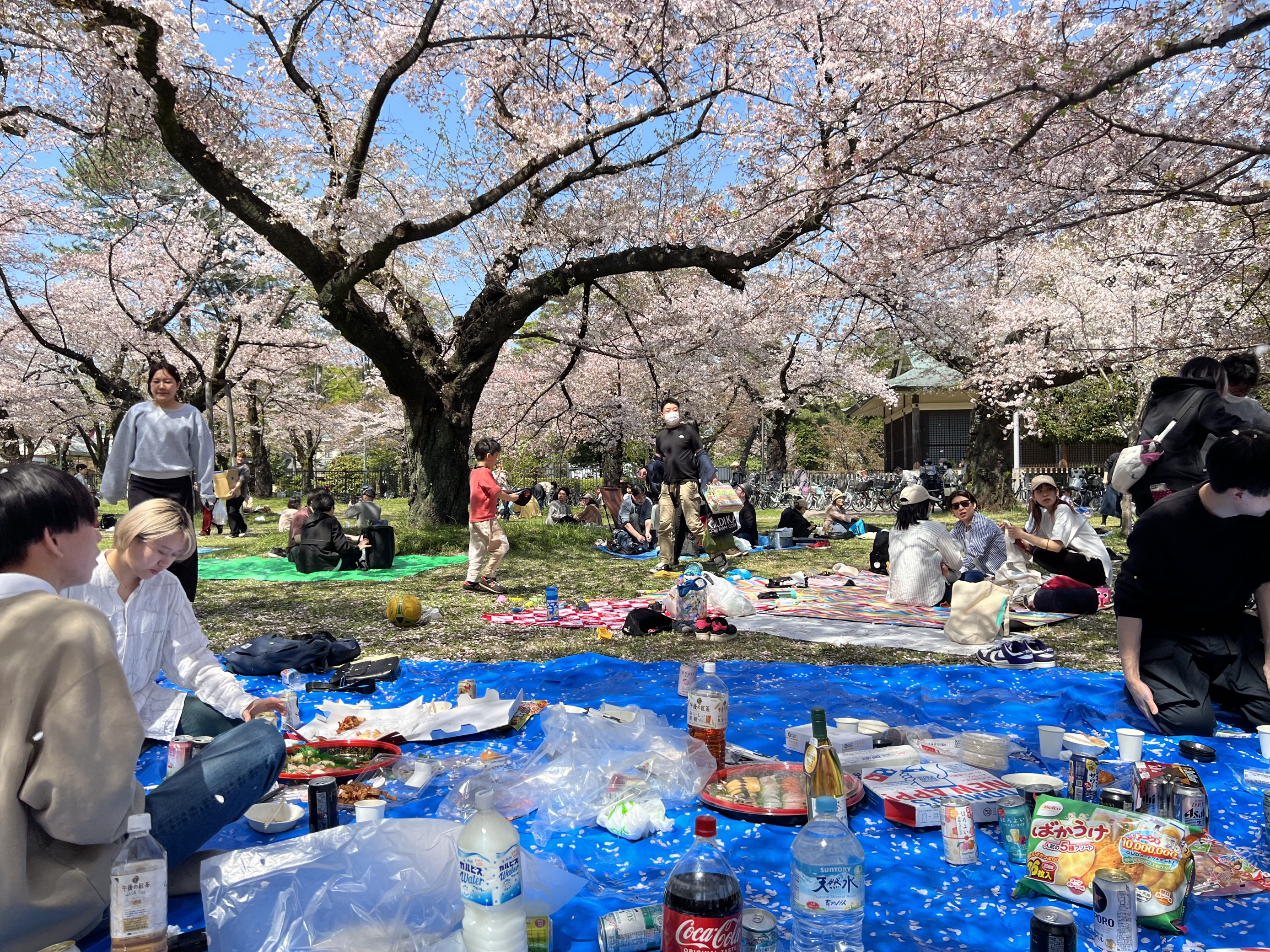★お花見★in2023＠小金井公園