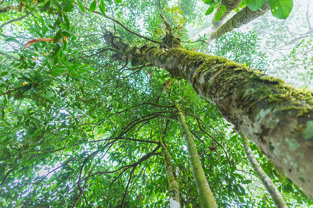 伝統的チャ樹栽培「ミアン林」