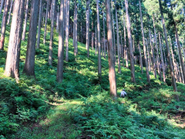 山の中での作業はとっても気持ち良いです！