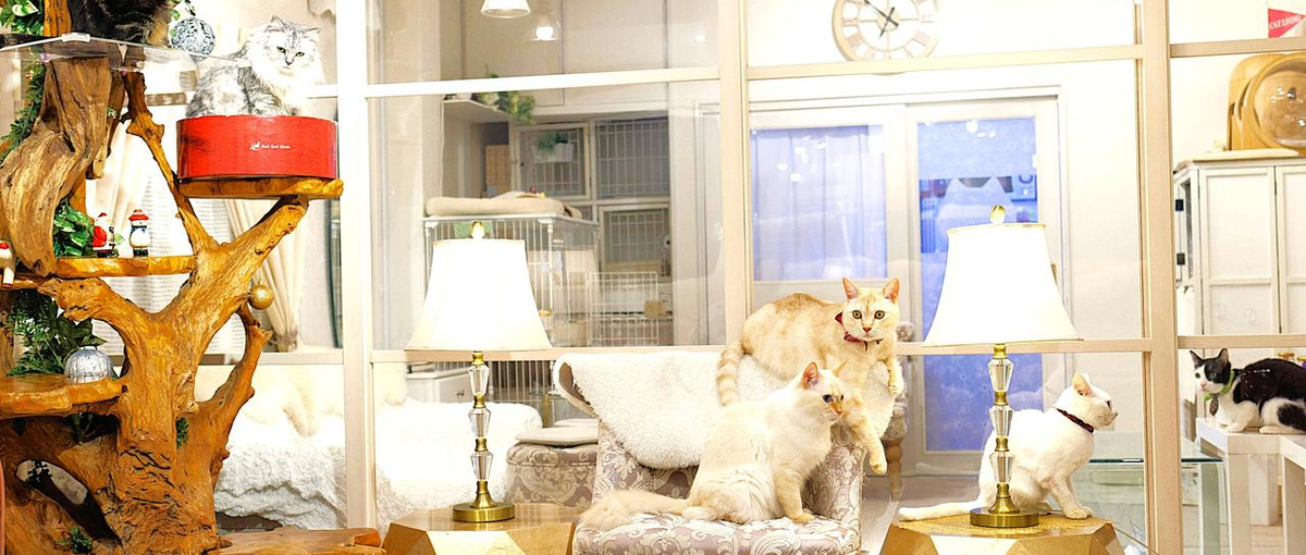 保護猫サロンで活躍しませんか、動物看護師募集！