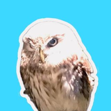 GiptCS担当
