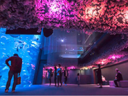 京都水族館「桜といわし」。水族館の生き物を引き立てながら、春を満喫するアートを総合演出しました。
