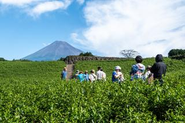 人工林や竹林、茶畑など、地域の資源を活かしつつ、地元企業や一般の人々と整備する活動もしています。単なる“作業”や“ボランティア”という枠を超えて、「自然の空気を感じながら体を動かす楽しみ」「仲間と協働することで生まれるチームワーク」など、様々な付加価値を創出することが大事だと考えています。