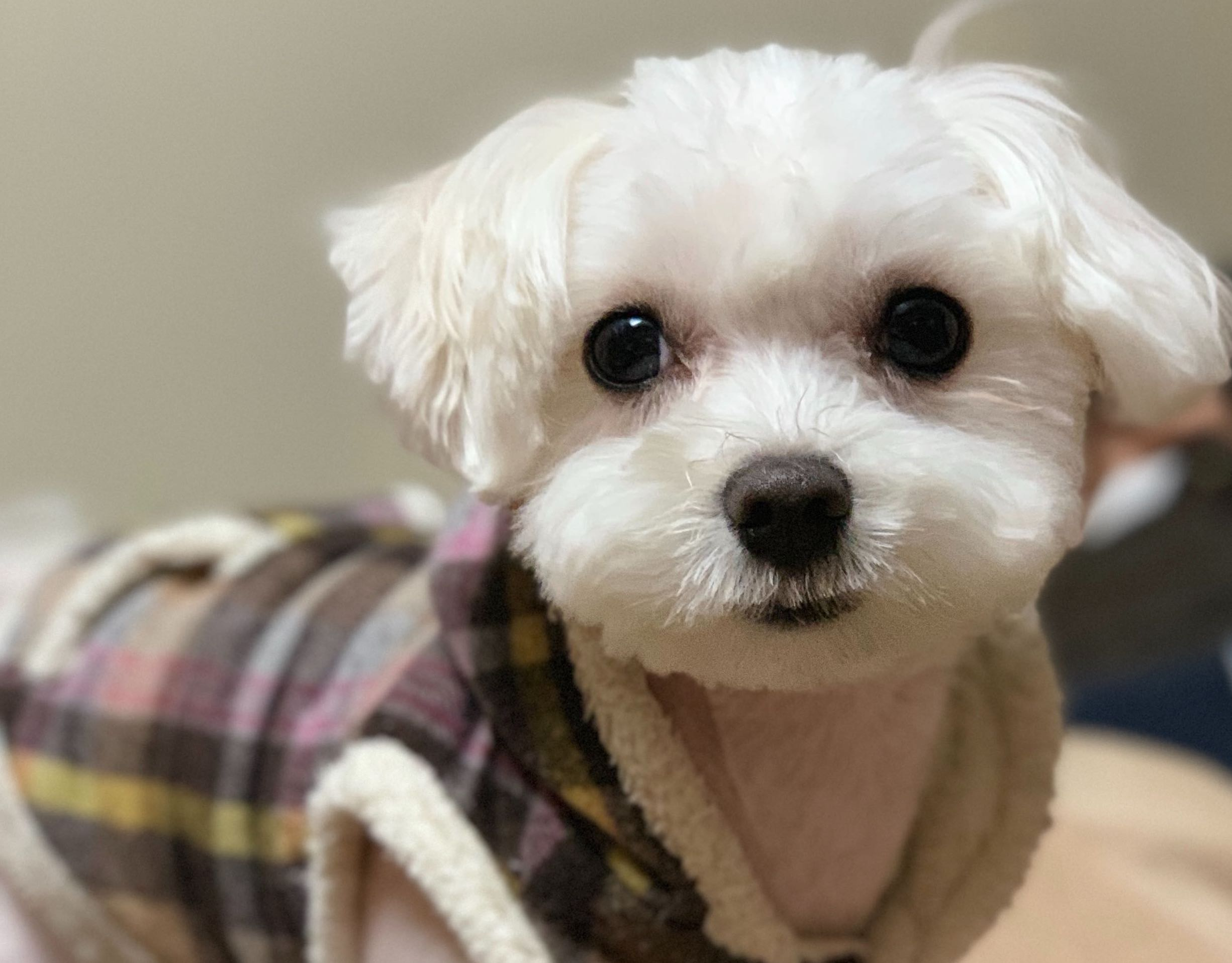 【スナックミー社員インタビュー？】 普段は穏やかな今西さん、どんなことに怒るのだろうか