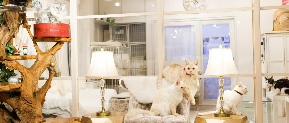 保護猫の未来をつくるLPデザイナー