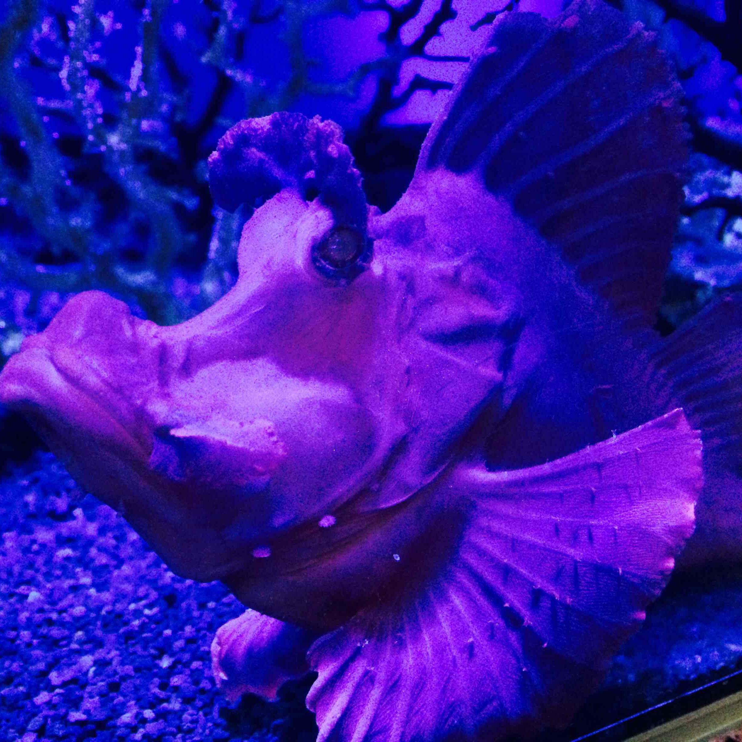 レイデュース 川村