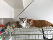 ねこ社員「うーちゃん」と「ちゃま」は、七里ヶ浜オフィスで暮らしています。