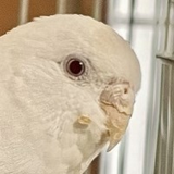 がいすー