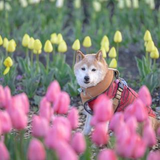 船谷 優斗