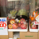 宮地 まきこ
